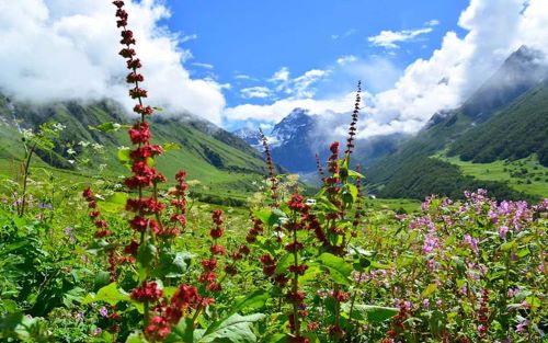 Best time to Visit Valley of Flowers