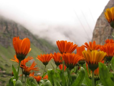 Best time to Visit Valley of Flowers