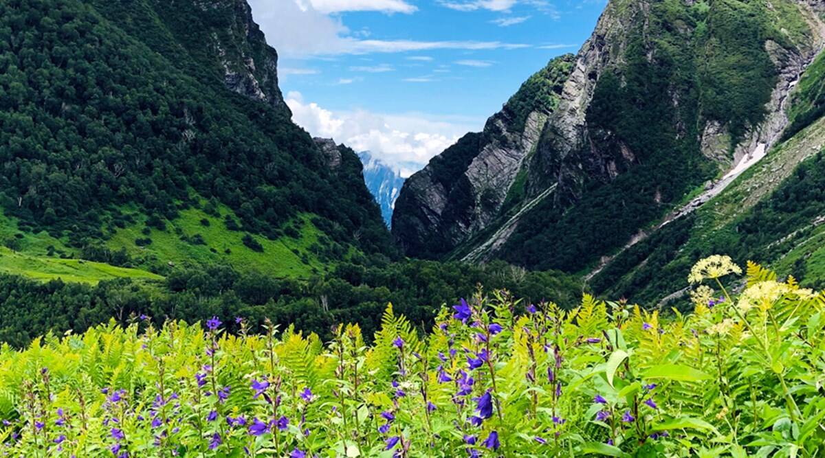 Valley of Flowers Photo - 0
