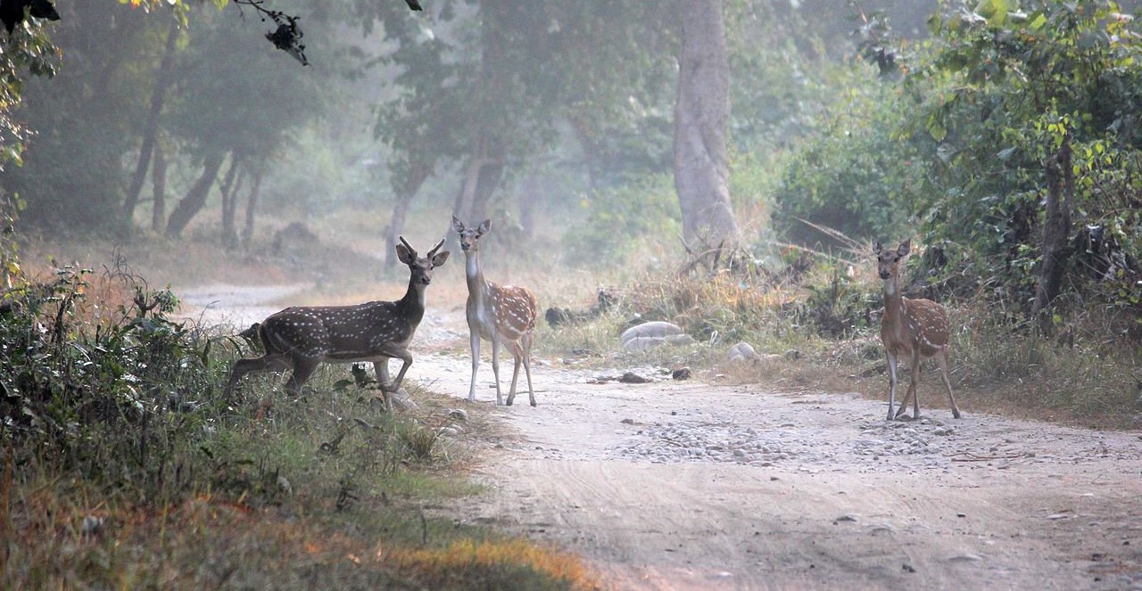Rajaji Tiger Reserve, Rishikesh Photo - 1