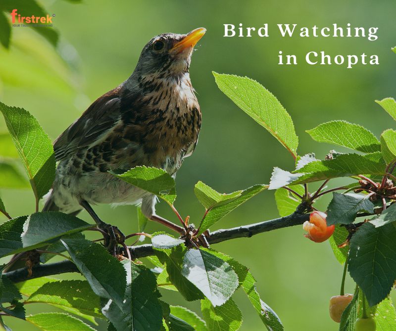Bird Watching in Chopta