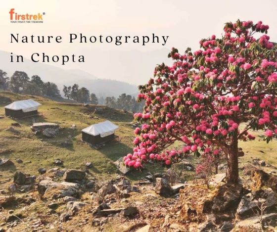Nature Photography in Chopta