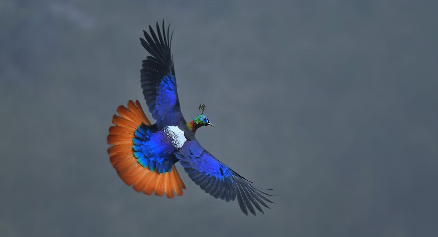 Bird Watching in Chopta Photo - 1