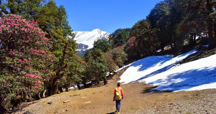 Nature Photography in Chopta Photo - 2