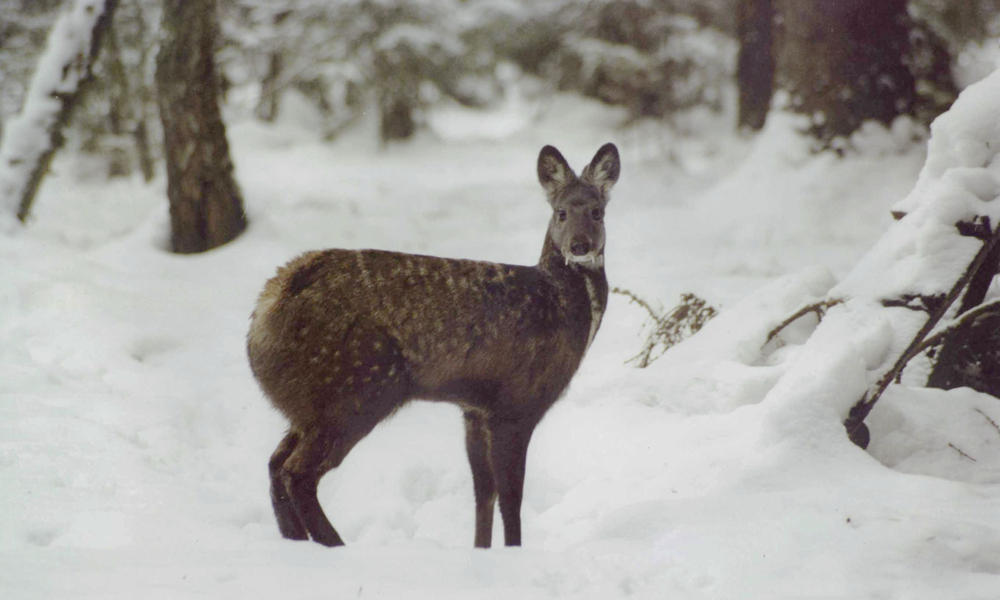 Kanchula Kharak Musk Deer Sanctuary, Chopta Photo - 1