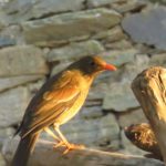 Bird Watching Near Tehri