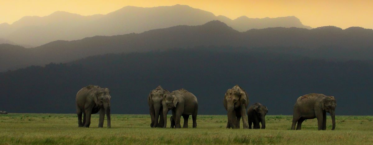 Jim Corbett National Park, Nainital Photo - 0