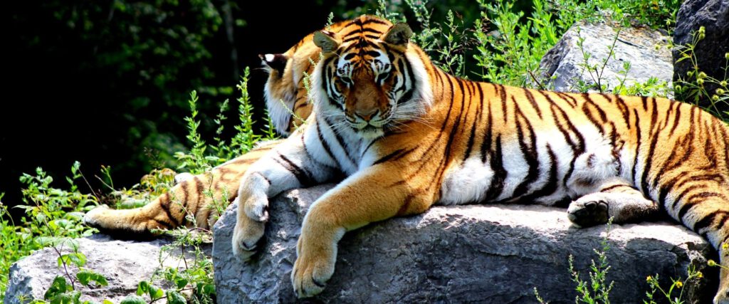 Kalagarh Tiger Reserve, Pauri Photo - 1